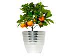 Citrus Trees